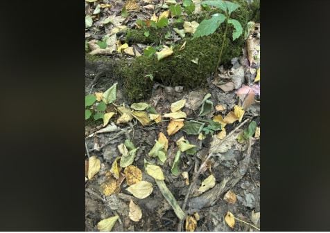 A toad is hidden somewhere in this image. Can you spot it in 10 seconds? (Reddit)