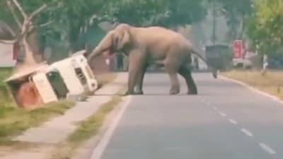 Retired IFS Officer Susanta Nanda posted a clip of an elephant toppling a mini truck. (X/@susantananda3) Retired IFS Officer Susanta Nanda posted a clip of an elephant toppling a mini truck. (X/@susantananda3)