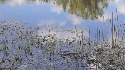 An optical illusion showed a pond where an alligator was hidden so well that many struggled to find it at first glance. (Reddit/nyet-rifle-is-Fine) An optical illusion showed a pond where an alligator was hidden so well that many struggled to find it at first glance. (Reddit/nyet-rifle-is-Fine)