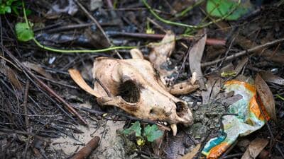 A skull and bones alleged to be of stray dogs found outside the stray dog sterilisation centre in Rohini Sector 27 on Saturday. (Sanchit Khanna/HT Photo) A skull and bones alleged to be of stray dogs found outside the stray dog sterilisation centre in Rohini Sector 27 on Saturday. (Sanchit Khanna/HT Photo)