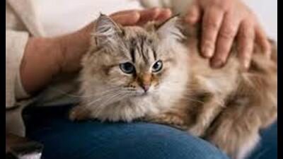 Cat owners will have to pay  ₹500 as a license fee (Sourced)