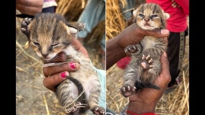 Jungle cat kittens found in Hoshiarpur but misidentified in the media in May 2025 as those of Fishing cat. (Gaurav Rana) Jungle cat kittens found in Hoshiarpur but misidentified in the media in May 2025 as those of Fishing cat. (Gaurav Rana)