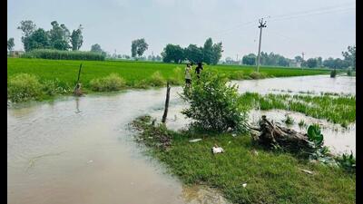 While the decrease in water release has alleviated pressure on many distressed communities, over 30 villages in Ferozepur and nearly 20 in Fazilka remain submerged. (HT Photo) While the decrease in water release has alleviated pressure on many distressed communities, over 30 villages in Ferozepur and nearly 20 in Fazilka remain submerged. (HT Photo)