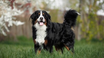 Large dog breeds like the Bernese Mountain Dog suffer from joint pain. (Shutterstock) Large dog breeds like the Bernese Mountain Dog suffer from joint pain. (Shutterstock)
