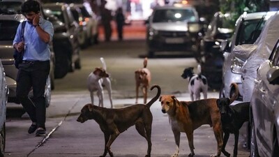 Vaishnavi was returning home from an institute in Maharajpur when she was attacked by the dogs near Madhuvan Park. (PTI Photo/Shahbaz Khan) (PTI)