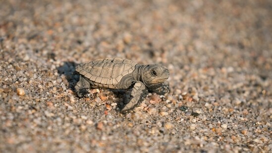 The sea turtles were killed by a dog after they emerged from their nest. (Representational image). (Unsplash/Intricate Explorer)