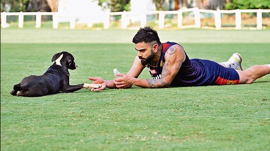 Virat Kohli and an indie puppy in promotional material posted by Royal Challengers Bengaluru, in collaboration with Muthoot Fincorp. Kohli also runs a foundation for indies in Mumbai.