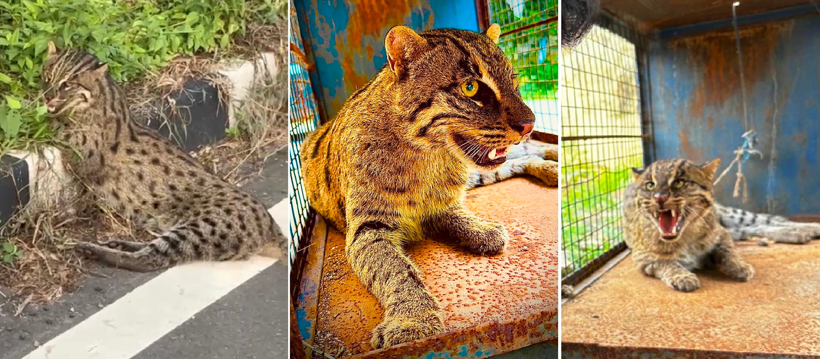 The Fishing cat lying paralysed by the roadside after a vehicle hit near Mullana and (on right) after rescue in a cage of the wildlife department. The Fishing cat lying paralysed by the roadside after a vehicle hit near Mullana and (on right) after rescue in a cage of the wildlife department.