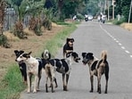 Animals need space to live by their natural instincts, but humans, too, deserve their right to live without the fear of avoidable violence (Gurpreet Singh/Hindustan Times)