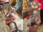 Jungle cat kittens found in Hoshiarpur but misidentified in the media in May 2025 as those of Fishing cat. (Gaurav Rana) Jungle cat kittens found in Hoshiarpur but misidentified in the media in May 2025 as those of Fishing cat. (Gaurav Rana)