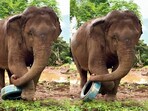 An elephant playing with a painted tyre in a muddy field charmed the internet.