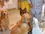They are the dogs who have been part of our family over the last three decades and the source of immense joy, laughter, solace, comfort—and grief—when they pass on. (Representative photo)