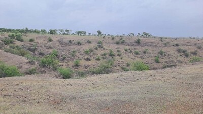 . Grasslands are widely spread in areas such as Daund, Baramati and Indapur among others. (HT PHOTO) . Grasslands are widely spread in areas such as Daund, Baramati and Indapur among others. (HT PHOTO)