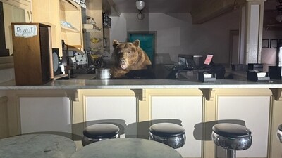The bear, nicknamed Fuzzy, entered the Ice Cream Shop at Camp Richardson around 4 a.m. Sunday ( El Dorado County Sheriff's Office/ Facebook) The bear, nicknamed Fuzzy, entered the Ice Cream Shop at Camp Richardson around 4 a.m. Sunday ( El Dorado County Sheriff's Office/ Facebook)