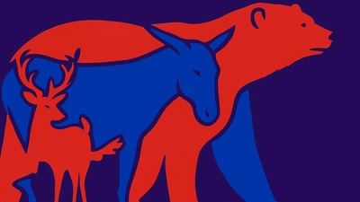 The brain teaser features a polar bear and inside its outline are hidden other animals