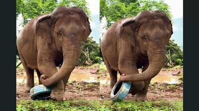 An elephant playing with a painted tyre in a muddy field charmed the internet. (Instagram/elephantnaturepark) An elephant playing with a painted tyre in a muddy field charmed the internet. (Instagram/elephantnaturepark)