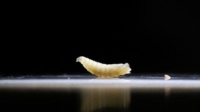 Screwworms are parasitic flies whose females lay eggs in wounds on any warm-blooded animal. (Reuters)