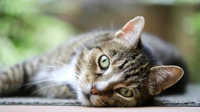 The Cypress Police Department has urged anyone with information about the cats to contact them. Image for representation (Pixabay) The Cypress Police Department has urged anyone with information about the cats to contact them. Image for representation (Pixabay)