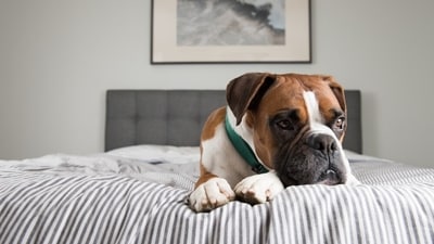 Pets suffer from anxiety when they are left alone. (Shutterstock) Pets suffer from anxiety when they are left alone. (Shutterstock)