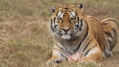 Nepal succeeded to almost triple its tiger population to 355 in 2022 (the latest census carried out so far) from a mere 121 in 2009. (Representative Image)