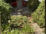 Find the sleeping cat in this viral optical illusion challenge.