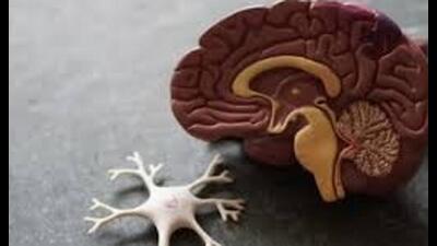 At least 20 brains are already stored in the lab, with plans to expand the collection. (Sourced)