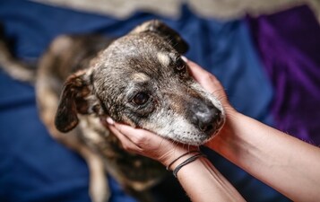 This International Dog Day, HT talks to silent guardians, who spend a major chunk of their time feeding and tending to stray and injured animals (Adobe Stock image for representational purpose only) This International Dog Day, HT talks to silent guardians, who spend a major chunk of their time feeding and tending to stray and injured animals (Adobe Stock image for representational purpose only)