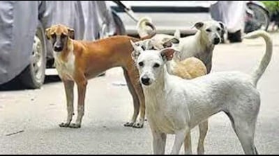 For representation only (HT File Photo) For representation only (HT File Photo)
