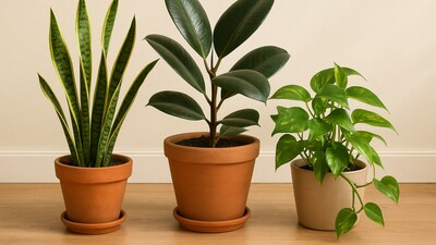 Low-maintenance house plants like snake plant, rubber plant, and money plant bring greenery, colour, and charm to homes without constant watering. Low-maintenance house plants like snake plant, rubber plant, and money plant bring greenery, colour, and charm to homes without constant watering.