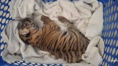 One of the cubs sent to the hospital earlier. (HT Photo) One of the cubs sent to the hospital earlier. (HT Photo)