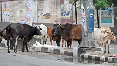 Stray cattle near Vinod Nagar in New Delhi on Monday. (Sanjeev Verma/HT Photo) Stray cattle near Vinod Nagar in New Delhi on Monday. (Sanjeev Verma/HT Photo)