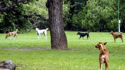 Stray dogs in Lodhi Garden on Saturday. (PTI) Stray dogs in Lodhi Garden on Saturday. (PTI)