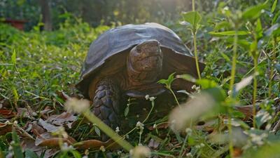 The Asian Giant Tortoise is a critically endangered species. (Sourced) The Asian Giant Tortoise is a critically endangered species. (Sourced)