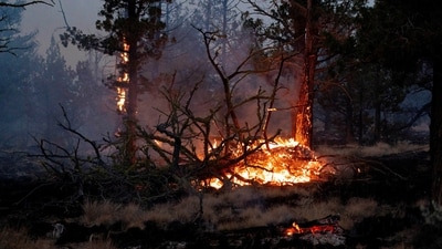 Trees burn as the Flat Fire moves through an area near Sisters, Oregon, US on August 24, 2025. (REUTERS)