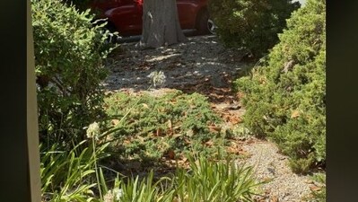 Find the sleeping cat in this viral optical illusion challenge. (Reddit)