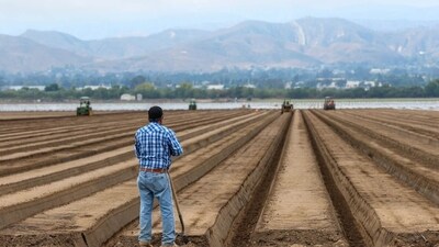 A strawberry field in Oxnard, Calif., last month.