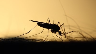 Malaria and dengue can have life-threatening consequences if not detected and treated in time. (Unsplash) Malaria and dengue can have life-threatening consequences if not detected and treated in time. (Unsplash)