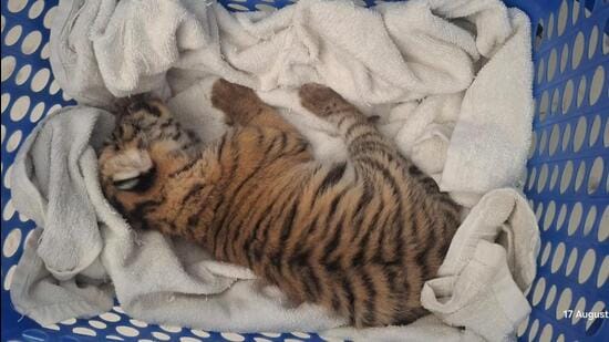 One of the cubs sent to the hospital earlier. (HT Photo)