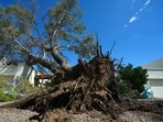 A large uprooted tree leans on a home the day after violent monsoon storms that included a towering wall of dust known as a haboob pushed through the Phoenix metro area, Tuesday, Aug. 26, 2025, in Tempe, Ariz. (AP Photo/Ross D. Franklin)