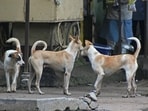 Shock spread over possible infanticide and the stray dog menace at Rajindra Hospital in Patiala.