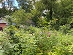 Can you spot the frog?