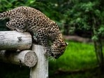 SC on Monday formed an SIT to look into allegations against Vantara SC on Monday formed an SIT to look into allegations against Vantara