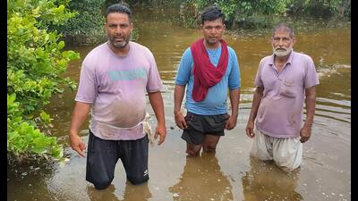 A waterlogged kinnow orchard in Abohar. (Sanjeev Kumar/HT) A waterlogged kinnow orchard in Abohar. (Sanjeev Kumar/HT)