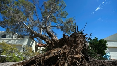 A large uprooted tree leans on a home the day after violent monsoon storms that included a towering wall of dust known as a haboob pushed through the Phoenix metro area, Tuesday, Aug. 26, 2025, in Tempe, Ariz. (AP Photo/Ross D. Franklin) (AP)