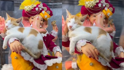 Adorable clip shows a cat peacefully sleeping on Lord Ganesh idol’s hand ahead of Ganesh Chaturthi. (@vishudeolekar/Instagram) Adorable clip shows a cat peacefully sleeping on Lord Ganesh idol’s hand ahead of Ganesh Chaturthi. (@vishudeolekar/Instagram)