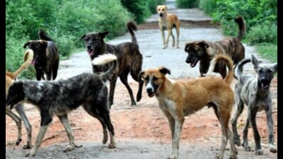 Police officials said efforts are under way to track down the men seen in the videos and to establish whether residents colluded in hiring them. (Pic for representation) Police officials said efforts are under way to track down the men seen in the videos and to establish whether residents colluded in hiring them. (Pic for representation)