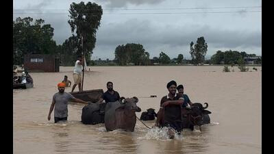 Villagers along with cattle heading to safer places after the Beas river inundated fields in Kapurthala district on Tuesday. (HT Photo)