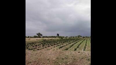 While around 1,268 hectares is government-owned land, 1,497 hectares will be acquired from private farmers. (HT) While around 1,268 hectares is government-owned land, 1,497 hectares will be acquired from private farmers. (HT)