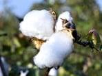 The Centre has announced an MSP of between  <span class='webrupee'>₹</span>7,710 and  <span class='webrupee'>₹</span>8,110 per quintal of cotton and touts it as among the highest raises in the floor price of a Kharif crop. (HT File)