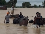 Villagers in Sultanpur Lodhi’s Baupur Jadid village shifting their livestock to safer locations. (HT photo)